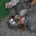 poechlarn11_287