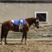 mini-IMG_0694
