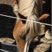 mini-IMG_0698
