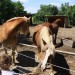 mini-IMG_0700