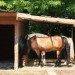 mini-IMG_0708