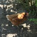 mini-IMG_0712