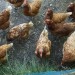 mini-IMG_0713