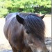 mini-IMG_0723