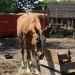 mini-IMG_0724