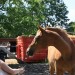 mini-IMG_0726