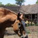 mini-IMG_0728
