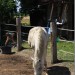mini-IMG_0736