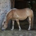 mini-IMG_0739