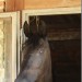 mini-IMG_0740
