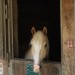 mini-IMG_0741