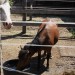 mini-IMG_0742