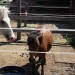 mini-IMG_0743