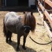 mini-IMG_0754