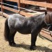 mini-IMG_0758