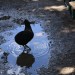 mini-IMG_0765
