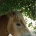 mini-IMG_0768