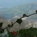 mini-IMG_8020