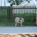 mini-IMG_0001