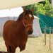 mini-IMG_9843