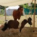 mini-IMG_9845