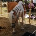 mini-IMG_9846