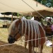 mini-IMG_9847