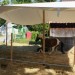 mini-IMG_9923