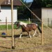 mini-IMG_9926