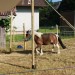 mini-IMG_9927