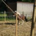 mini-IMG_9937