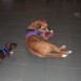 mini-IMG_2187