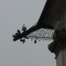 mini-IMG_0261