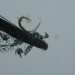 mini-IMG_0408