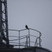 freudenau09_032