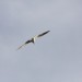 freudenau142_78