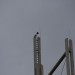 mini-IMG_151