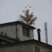 mini-IMG_168