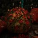 mini-IMG_3831