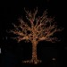 mini-IMG_3935