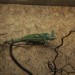mini-IMG_4005