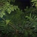 mini-IMG_4011