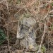 mini-IMG_3228