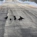 mini-IMG_1778
