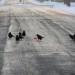 mini-IMG_1784