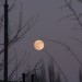 mini-IMG_1840