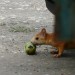 mini-hoernchen03