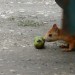mini-hoernchen04