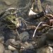 frosch01