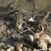 frosch02
